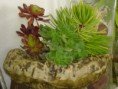 /album/galeria-de-fotos-mini-jardins-de-catos/imagem-de-as-minhas-coisas-2013-2-005-jpg/